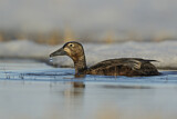 Image. Steller's Eider