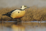 Image. Steller's Eider