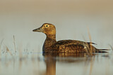 Image. Steller's Eider