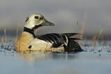 Image. Steller's Eider
