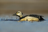 Image. Steller's Eider