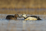 Image. Steller's Eider