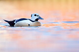 Image. Steller's Eider
