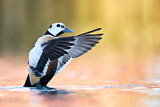 Image. Steller's Eider