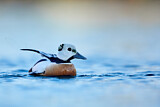 Image. Steller's Eider