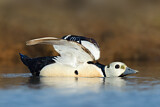 Image. Steller's Eider