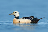 Image. Steller's Eider