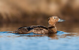 Image. Steller's Eider