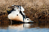 Image. Steller's Eider