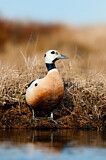 Image. Steller's Eider