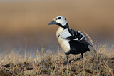Image. Steller's Eider