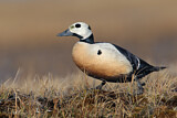 Image. Steller's Eider
