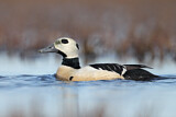 Image. Steller's Eider
