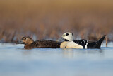 Image. Steller's Eider