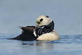 Image. Steller's Eider