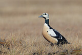 Image. Steller's Eider