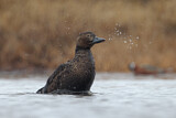 Image. Steller's Eider