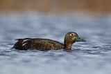 Image. Steller's Eider