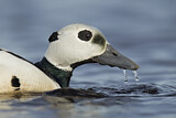 Image. Steller's Eider