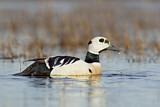 Image. Steller's Eider
