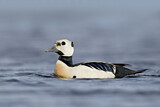 Image. Steller's Eider