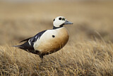 Image. Steller's Eider