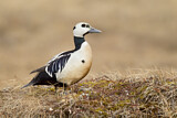 Image. Steller's Eider