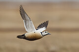 Image. Steller's Eider