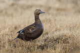 Image. Steller's Eider
