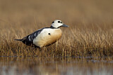 Image. Steller's Eider