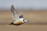 Image. Steller's Eider