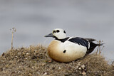 Image. Steller's Eider