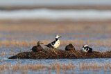Image. Steller's Eider