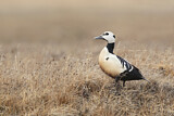 Image. Steller's Eider