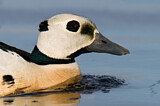 Image. Steller's Eider