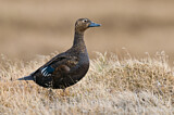 Image. Steller's Eider