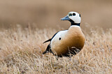 Image. Steller's Eider