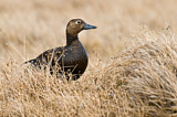 Image. Steller's Eider