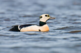 Image. Steller's Eider