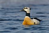 Image. Steller's Eider