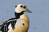 Image. Steller's Eider