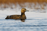 Image. Steller's Eider