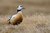 Image. Steller's Eider