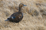 Image. Steller's Eider