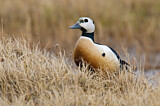Image. Steller's Eider