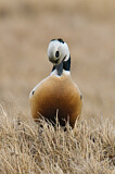 Image. Steller's Eider