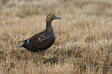 Image. Steller's Eider