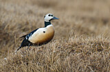 Image. Steller's Eider