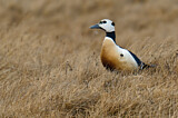Image. Steller's Eider