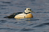 Image. Steller's Eider